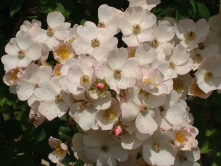 薔薇花朵較小,花瓣向外,露出花芯。