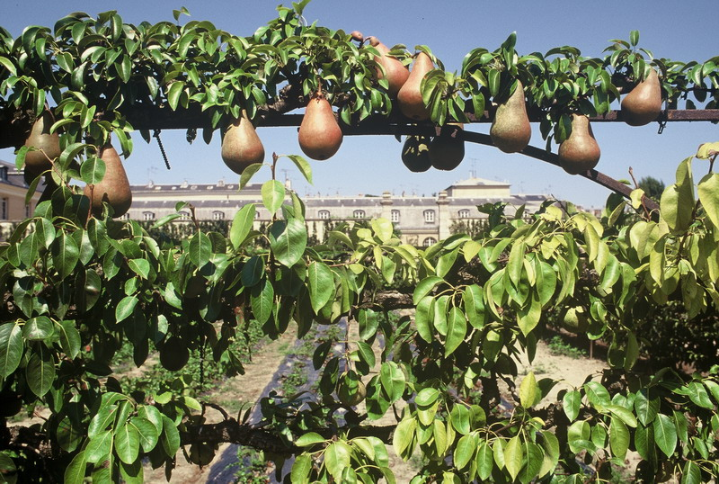 011_potager_1997_17_resize