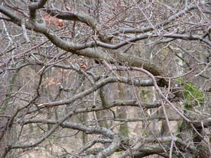 dscf0008_4c06c92217124