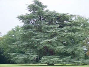 dscf0063_cedraie