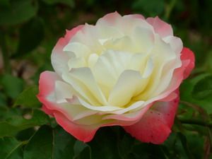 dscf0050