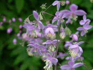 dscf0048_chambre_violette