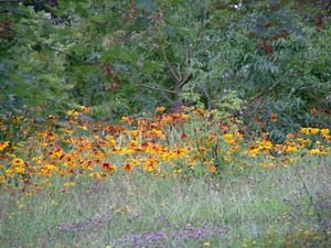 dscf0056_verger_des_ecorces