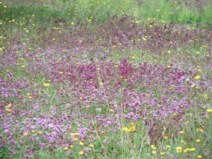 dscf0060_verger_des_ecorces