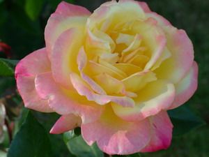 p_015_princess_michiko_1966