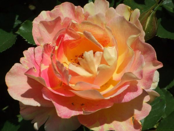 038_rose_des_cistrciens_1998