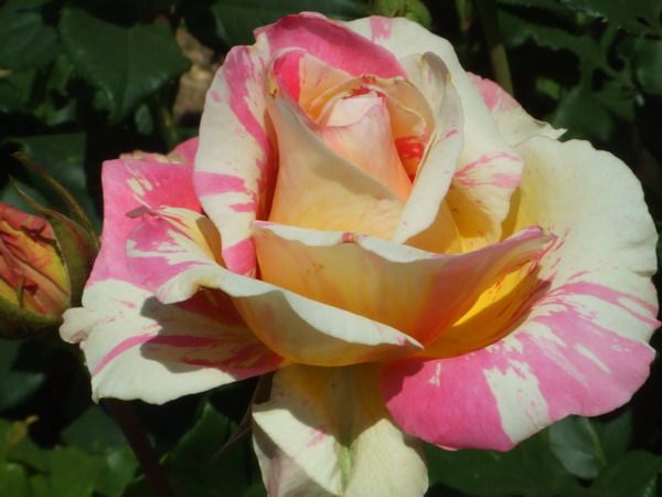 061_claud_monet_1992