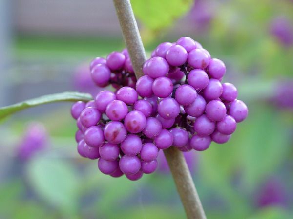 photo_009