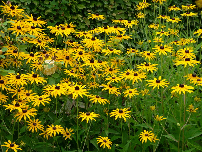 a004_chambre_jaune_resize