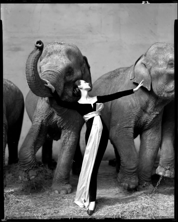 avedon1