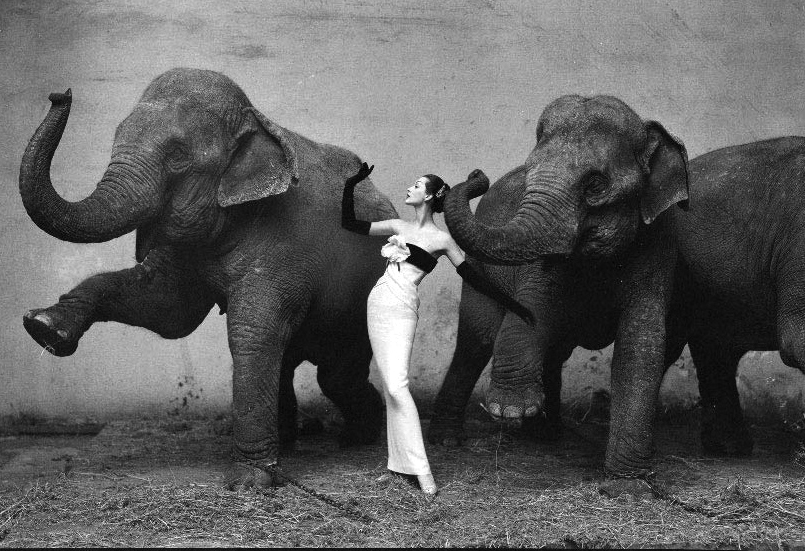 avedon2bis