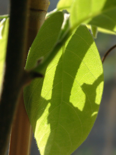 n019_resize