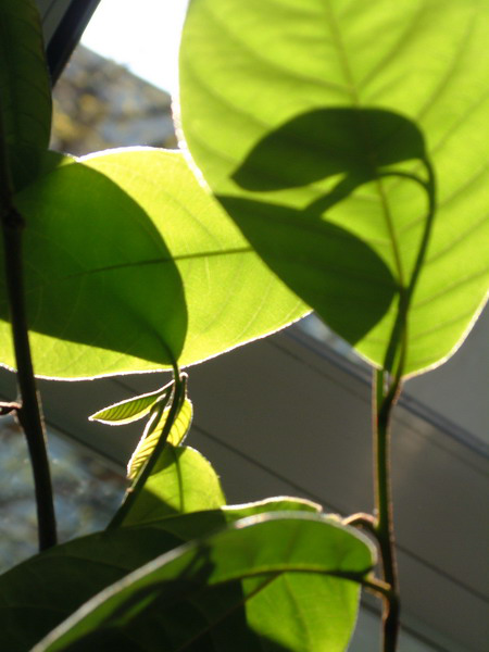 n018_resize