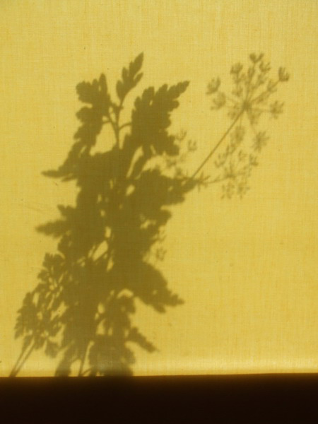 n004_resize
