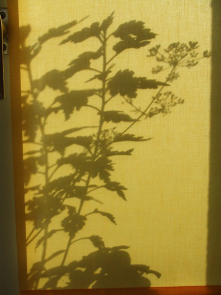 n003_resize
