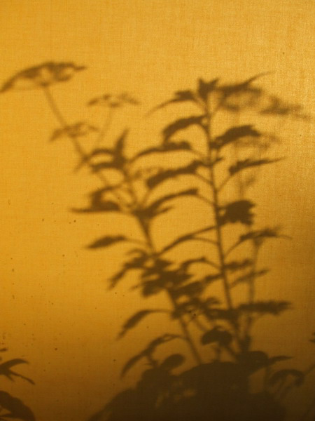n001_resize