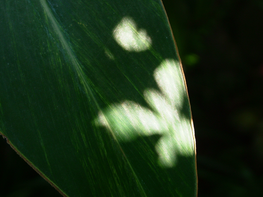 DSCF5288.png