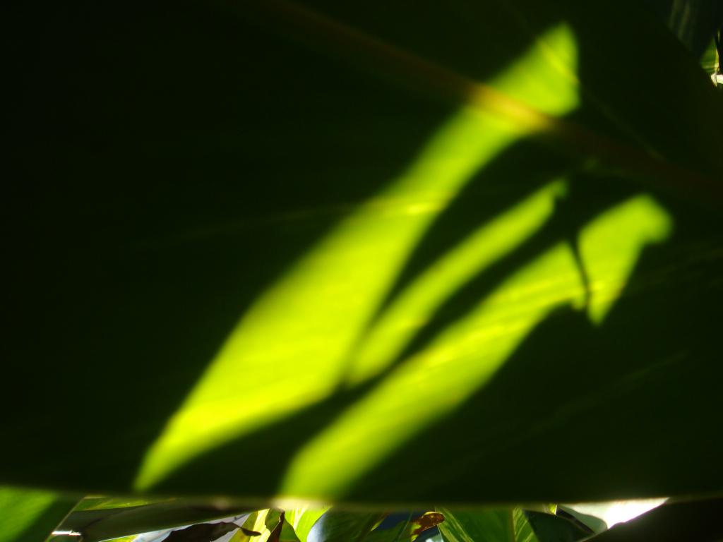 008 DSC04375
