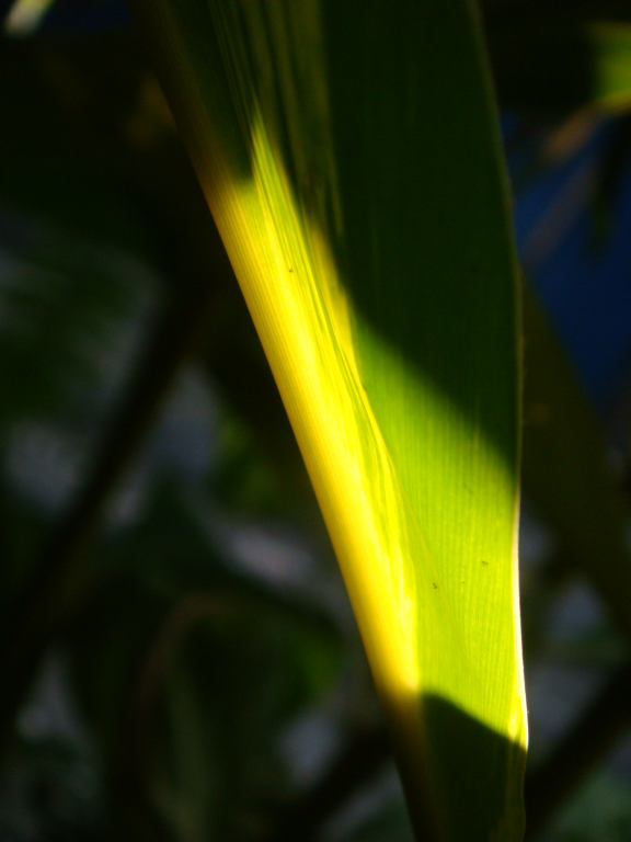 003 DSC04994