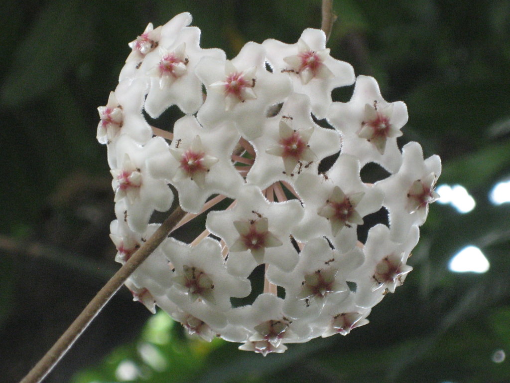 008 DSC00020