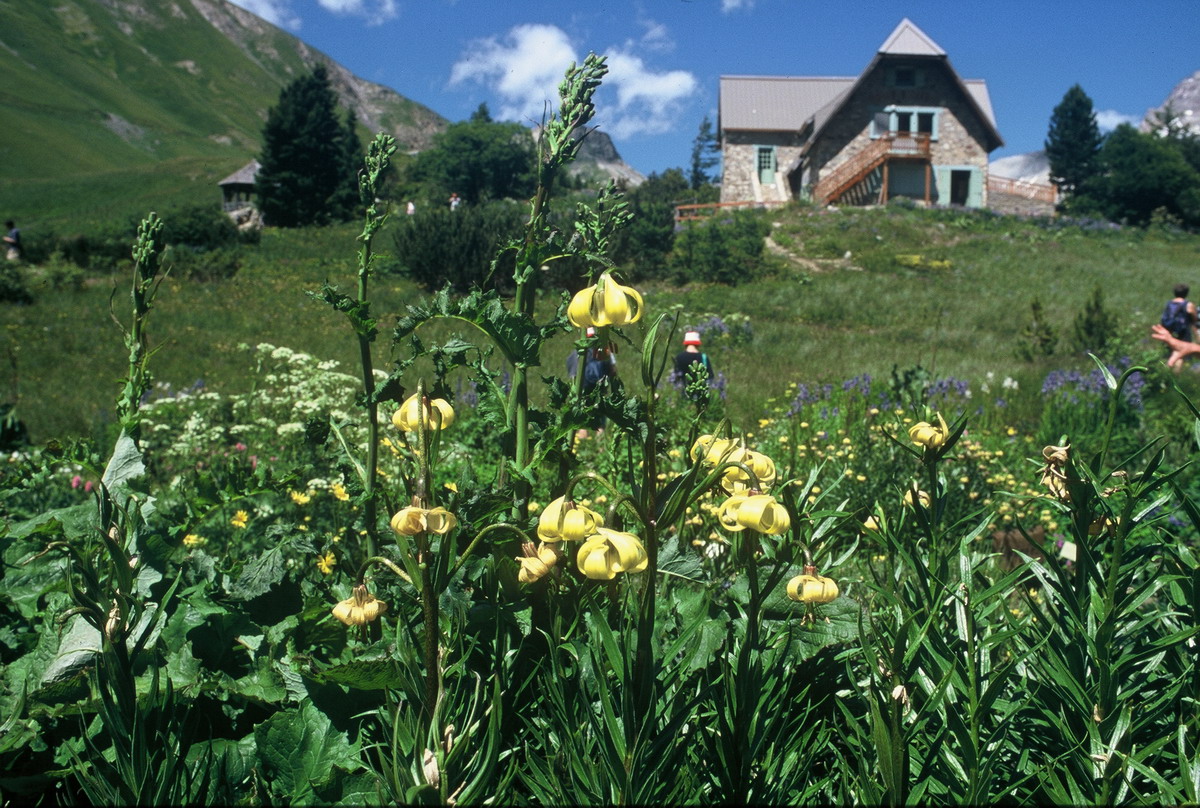 00010 Jardin Lautaret 2001 07_縮小大小