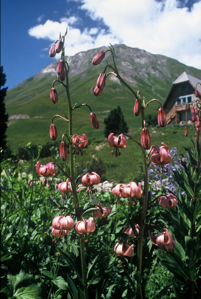 00011 Jardin Lautaret 2001 07_縮小大小