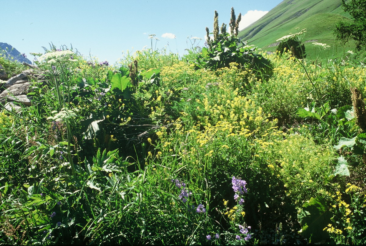 00015 Jardin Lautaret 2001 07_縮小大小