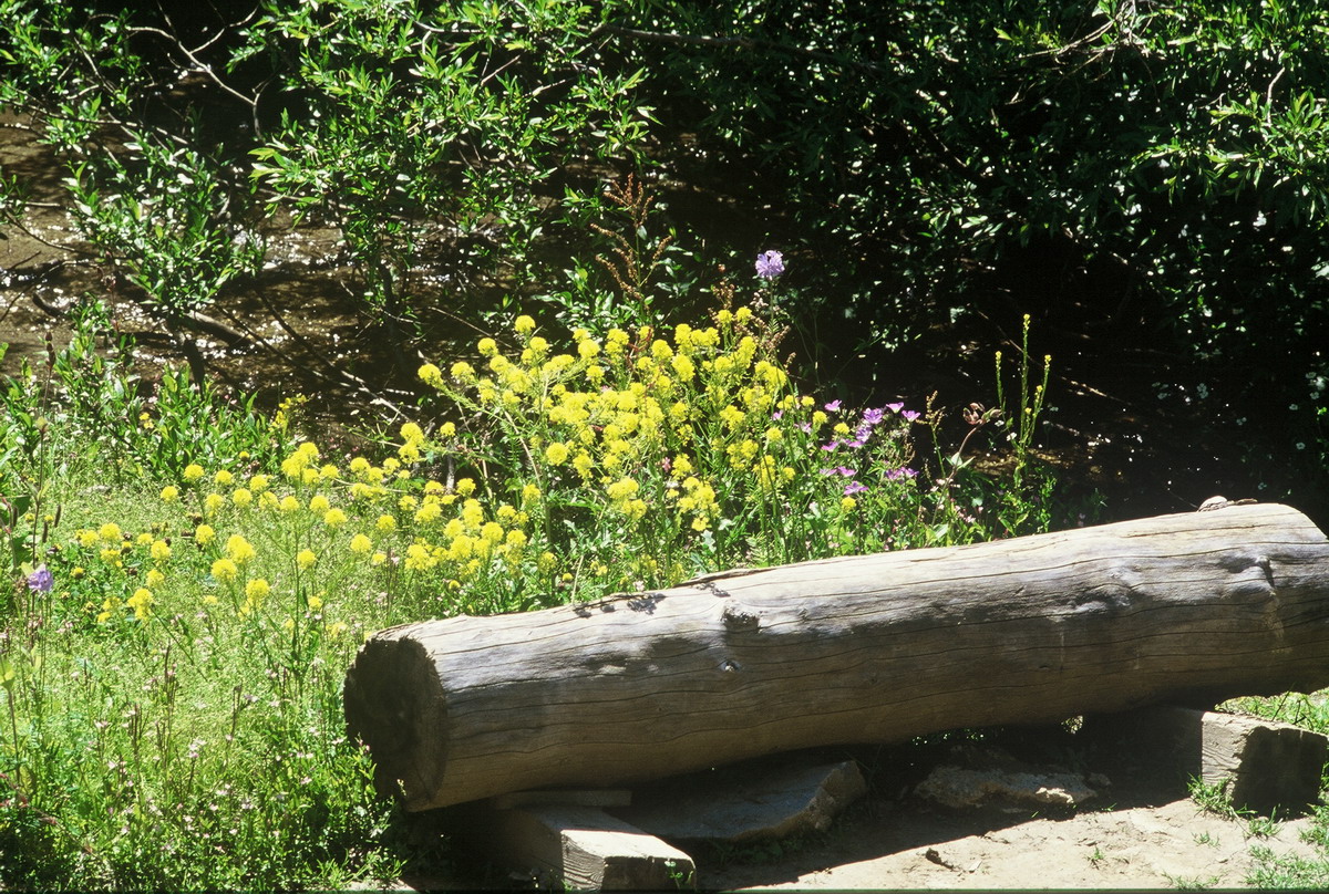 00017 Jardin Lautaret 2001 07_縮小大小