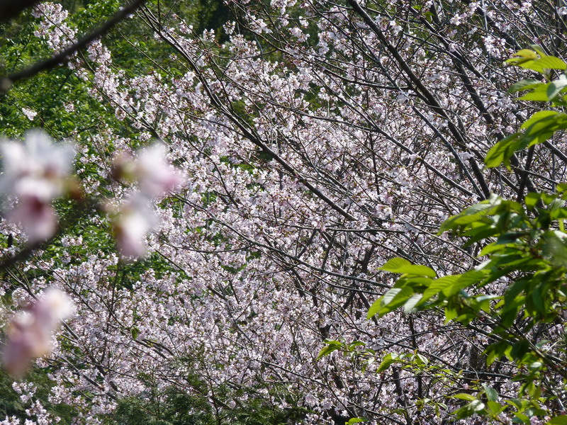 P1120836_resize