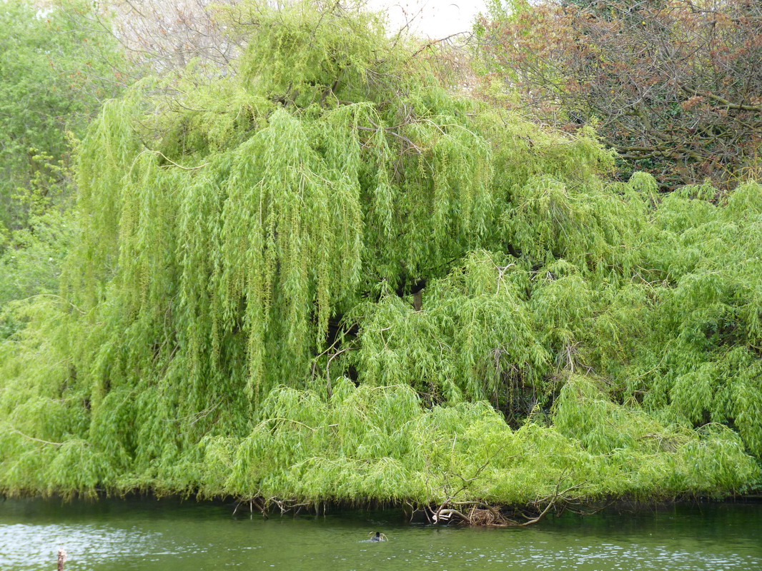 P1140072_resize