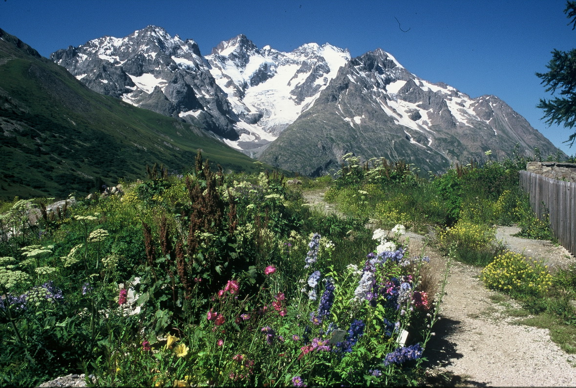 00014 Jardin Lautaret 2001 07