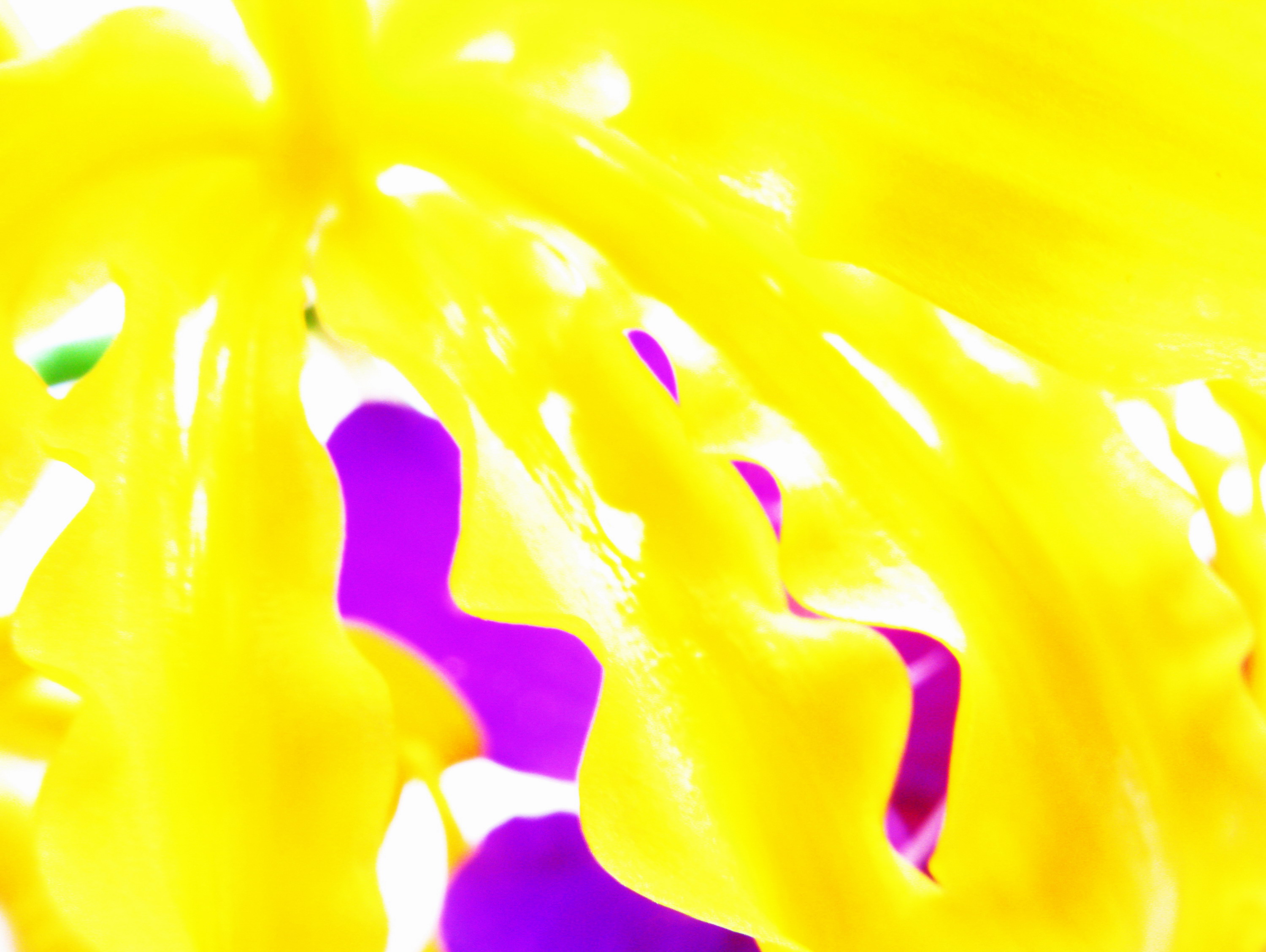 014 黃花抽像 38x50cm 2009 相片