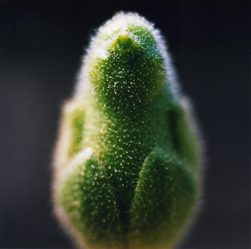 022 淨界 NO.7 如如不動  75 x 75 cm  2009