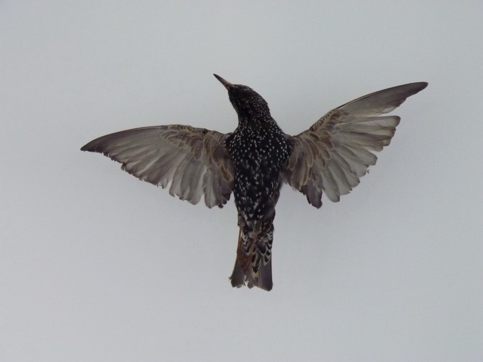 099-3 Dominique Ghesquiere oiseau 2014 mounted starling