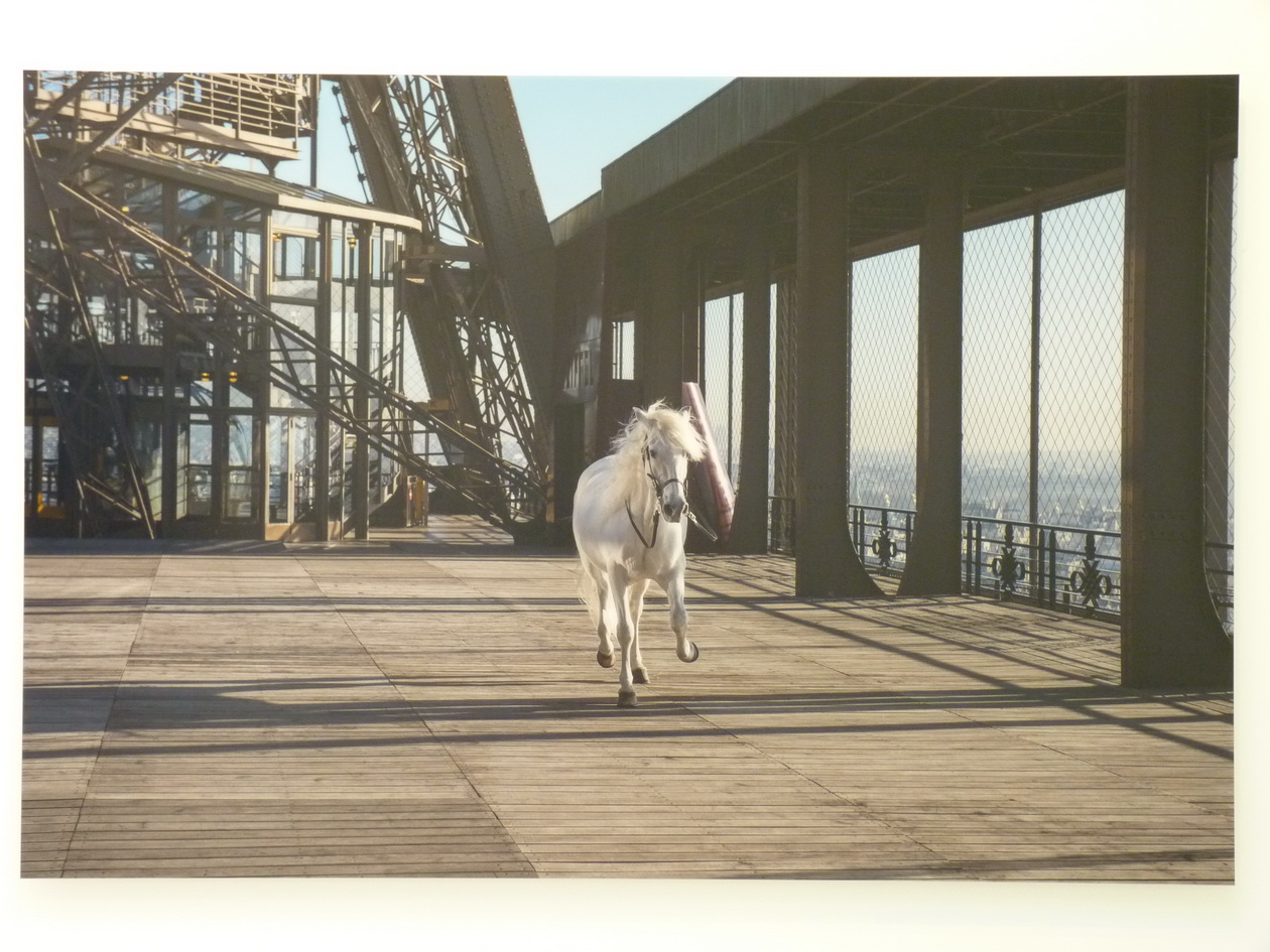 083-5 Paola Pivi yee-haw horse 180x270cm 2015 photographie digitale surdibond et diasec