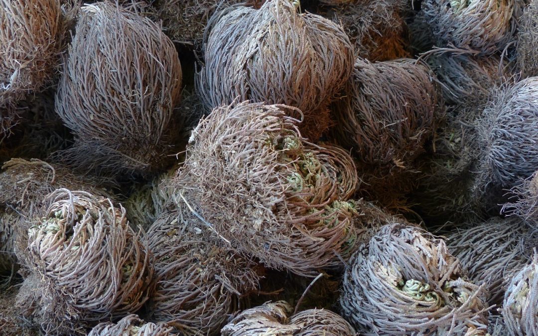 La rose de jericho : tout ce qu’il faut savoir