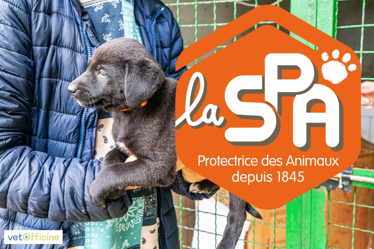 SPA bilan 2025 : 42 373 animaux recueillis