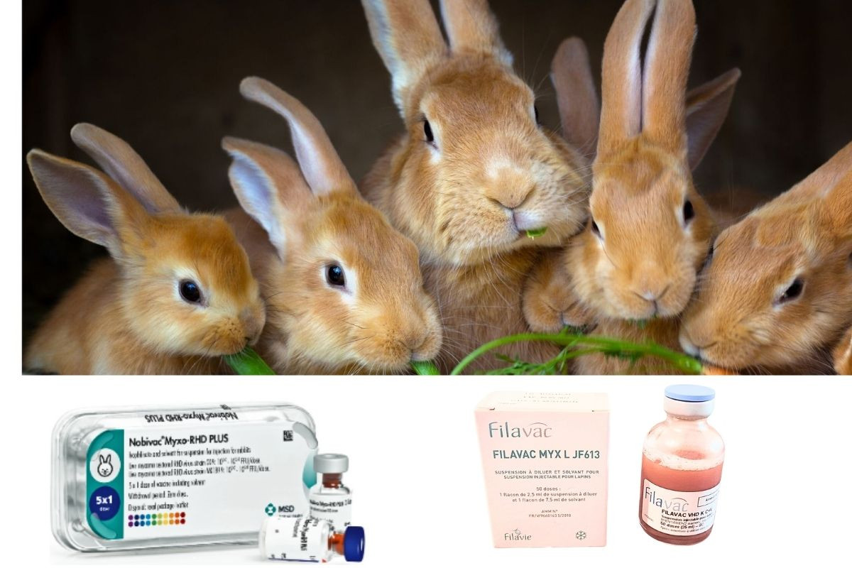 Vaccination du lapin en pharmacie :  myxomatose & VHD  quelles spécialités disponibles  en 2026 ?