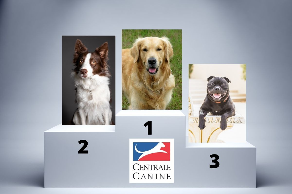 Les races de chiens préférées des Français en 2025