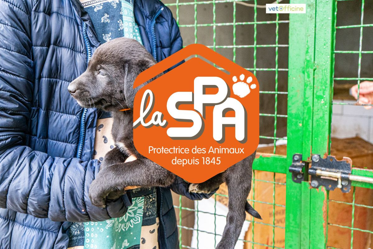 Abandons d’animaux : le secteur associatif saturé