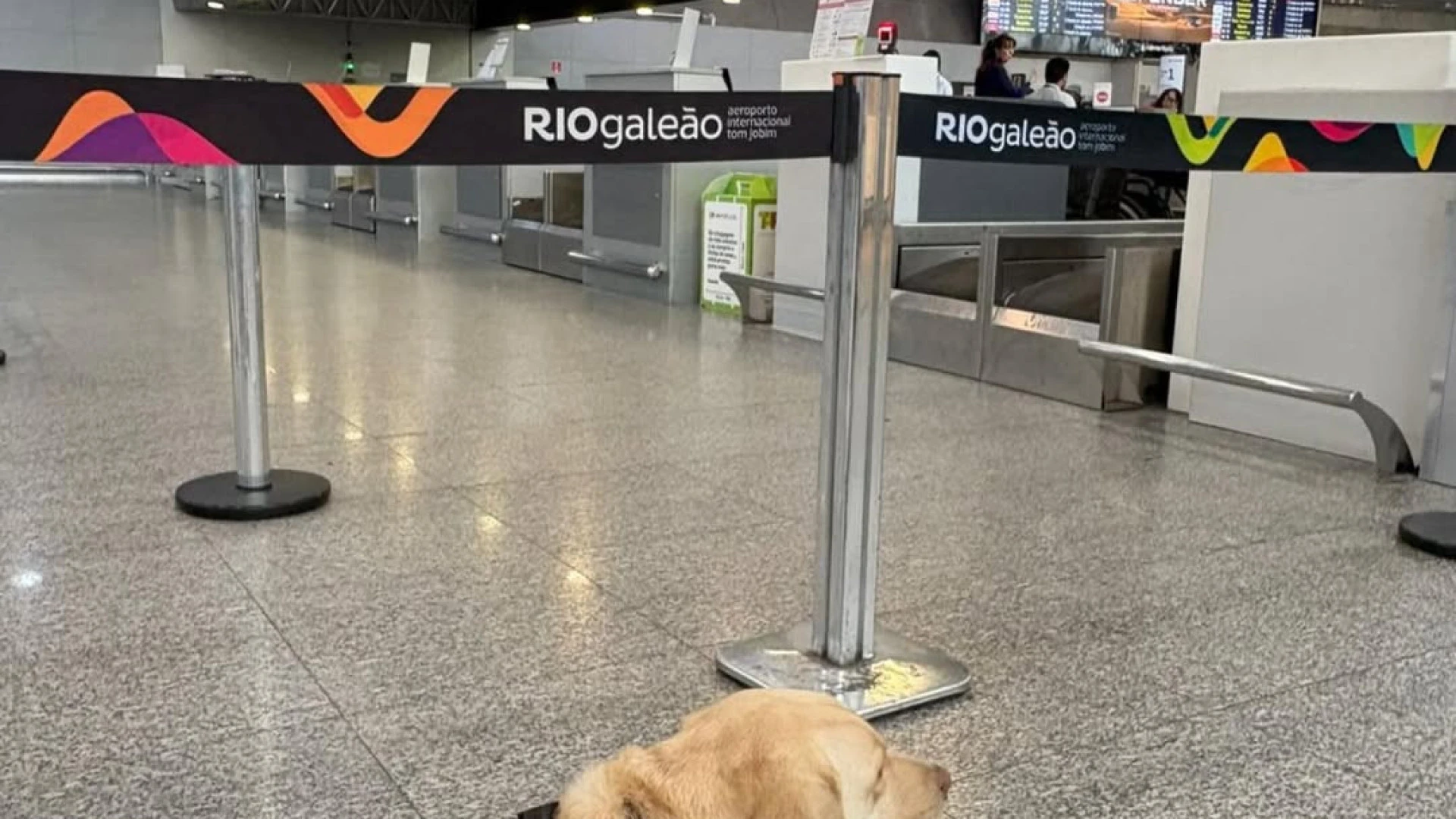 Família de Teddy chega a acordo com a TAP para transporte do cão