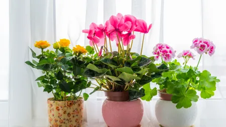 Mantenha as Suas Plantas Sempre Floridas com Esta Receita Caseira
